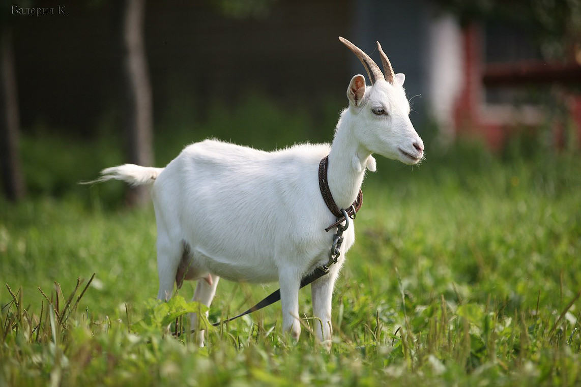 Хочу завести козу, но не могу решить кого купить - дойную козу или козленка